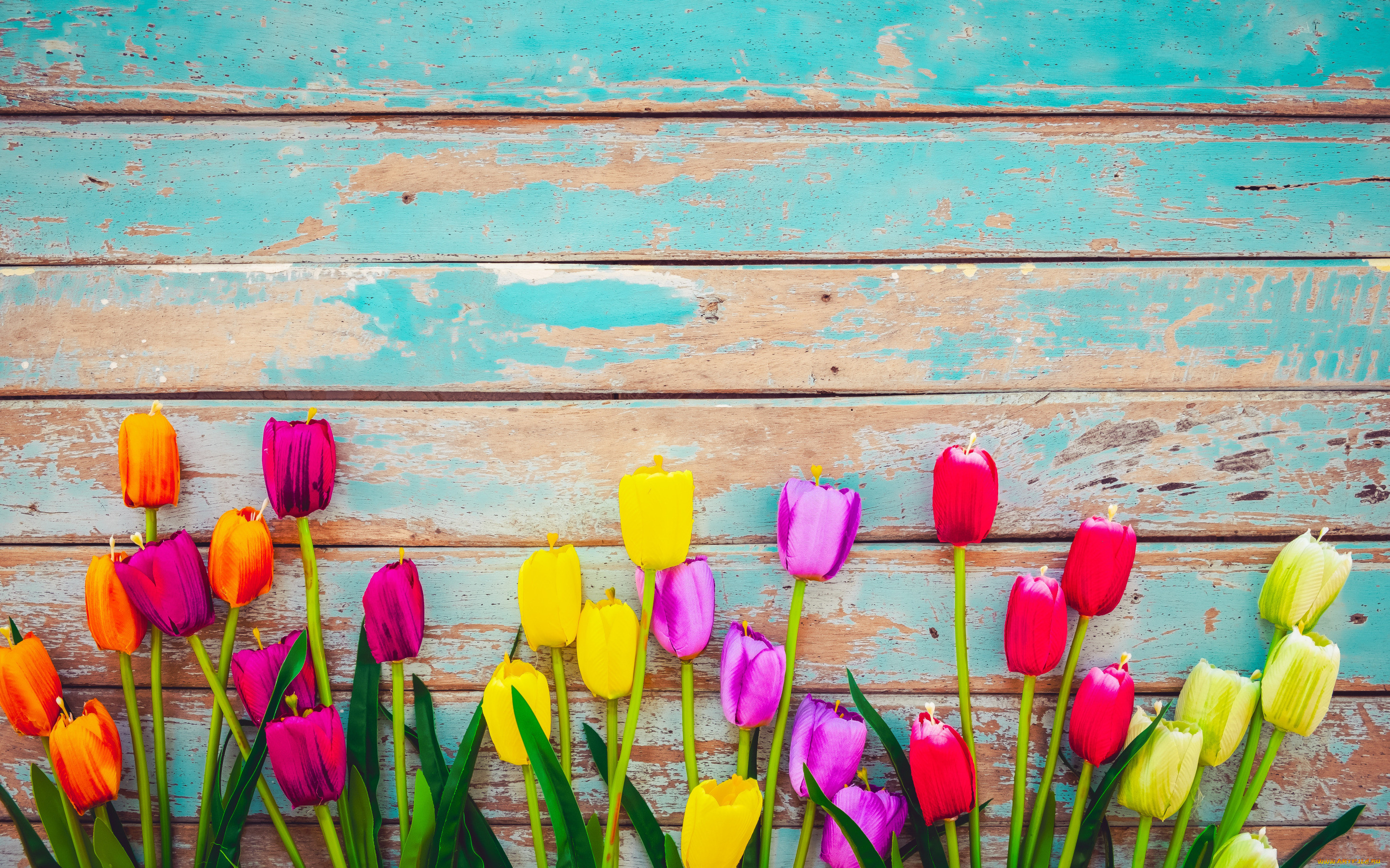 , ,  ,  , , , colorful, , wood, flowers, tulips, grunge